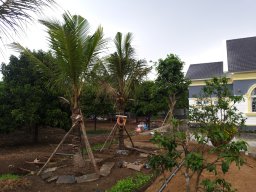 Song Ngư 8899