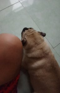 Cù lần HM