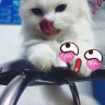 BạchMiu323