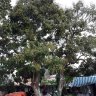 Sogicungthu