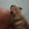 Cù lần HM