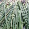 Loan phuc dung
