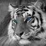 Tiger Trắng