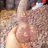 SON 211090@