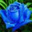 thu_hong123