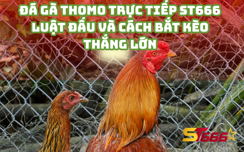 Đá Gà Thomo Trực Tiếp ST666 - Luật Đấu Và Cách Bắt Kèo Thắng Lớn