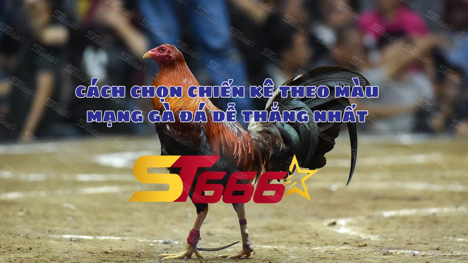 ST666 chia sẻ cách chọn chiến kê theo màu mạng gà đá dễ thắng nhất