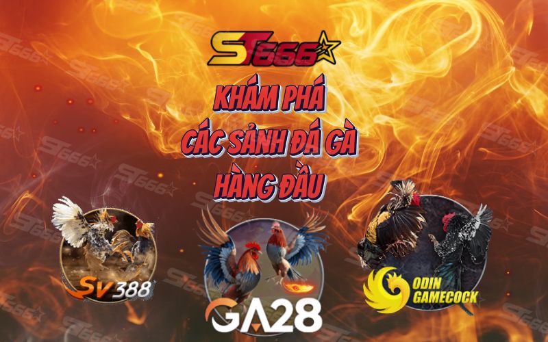 ST666: Khám Phá Các Sảnh Đá Gà Hàng Đầu